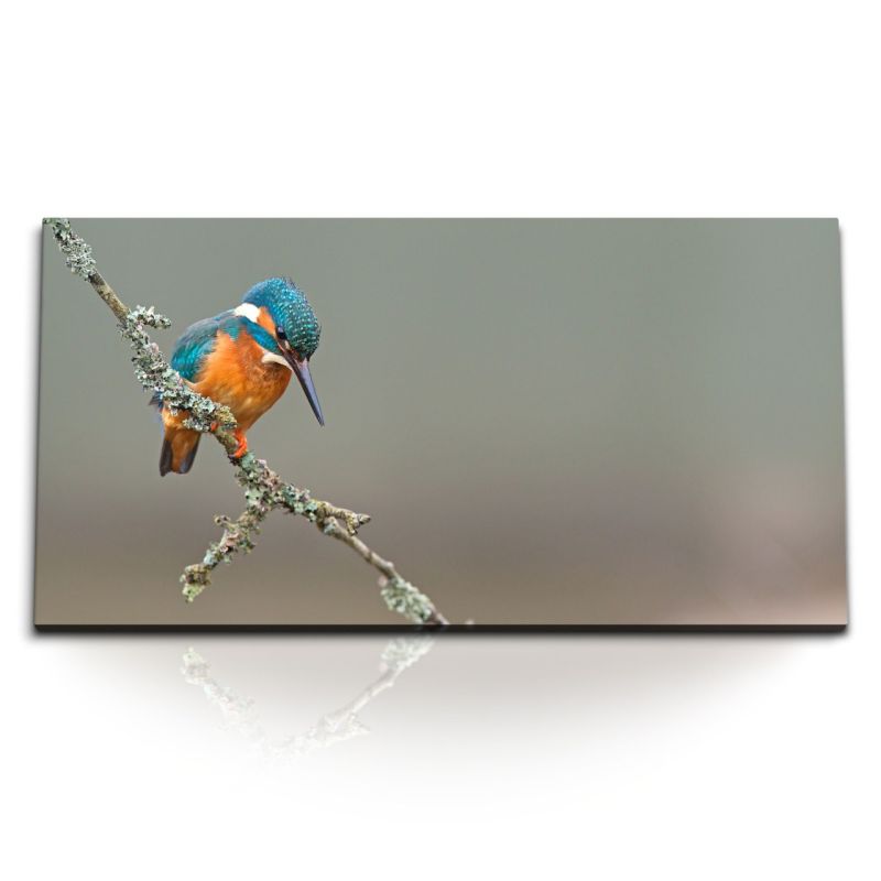 Kunstdruck Bilder 120x60cm Tierfotografie Eisvogel Kingfisher kleiner Vogel auf Ast