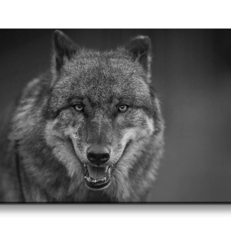 Leinwandbild 120x60cm Grauer Wolf Alpha Tier Schwarz Weiß Wild Wildnis