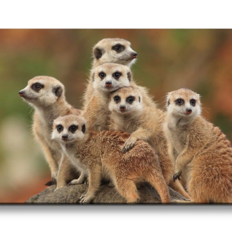 Leinwandbild 120x60cm Erdmännchen Familie Süß Lustig Afrika Wildnis