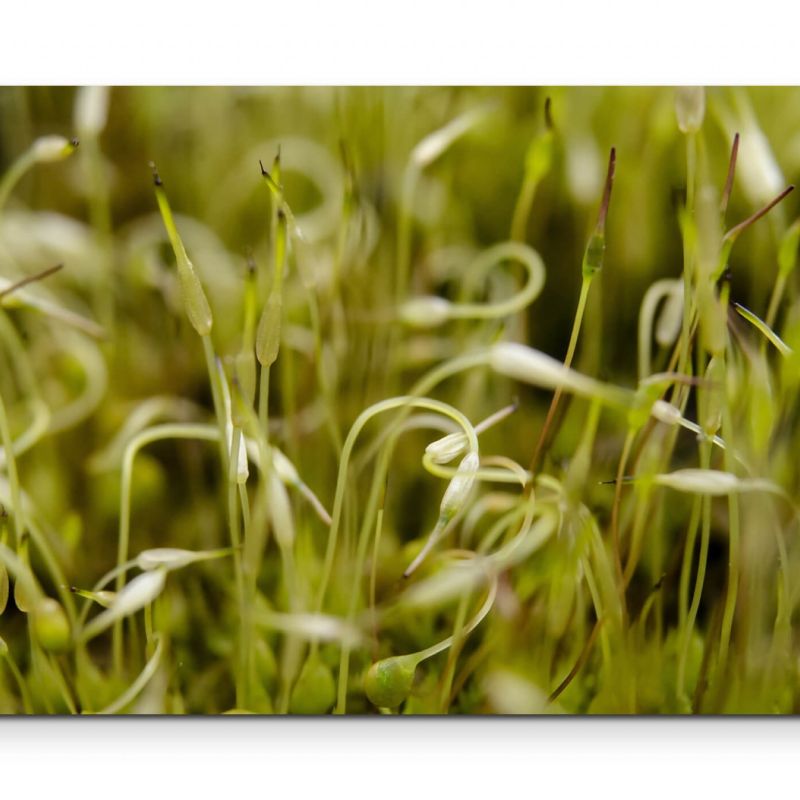 Macrofotografie von nassem Moos – Leinwandbild