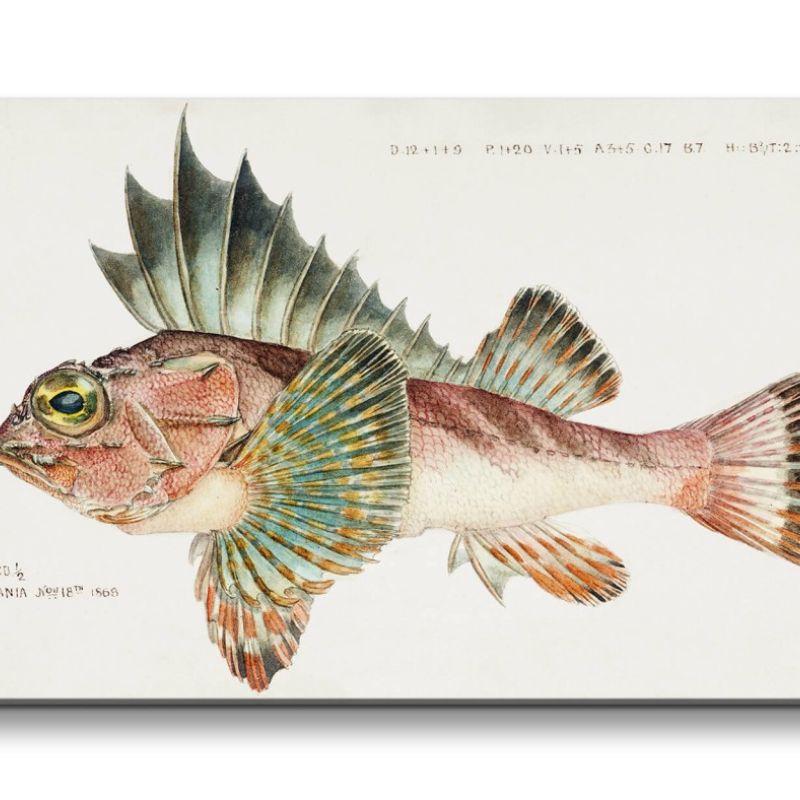 Remaster 120x60cm Seltsamer Fisch alte Illustration Tiefsee Evolution Kunstvoll Dekorativ