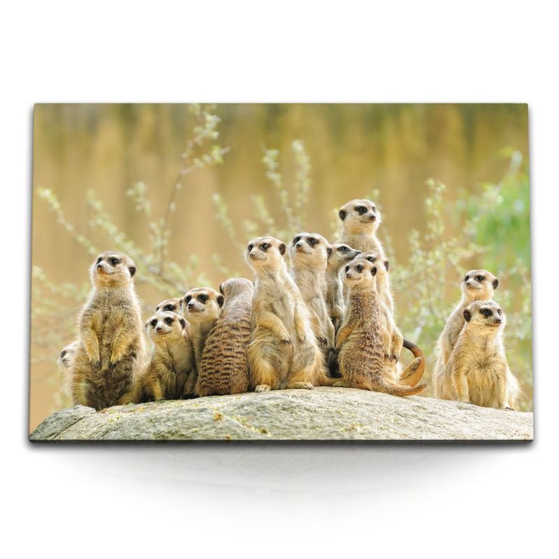 120x80cm Wandbild auf Leinwand Erdmännchen Familie Afrika Tierfotografie Surikate