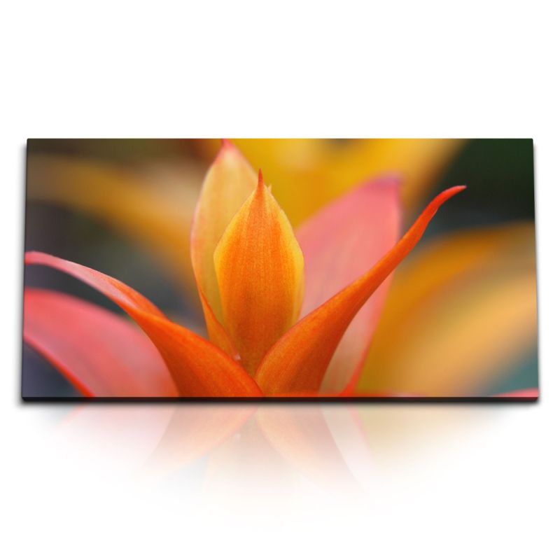 Kunstdruck Bilder 120x60cm Rote Blüte exotische Blume Nahaufnahme Kunstvoll