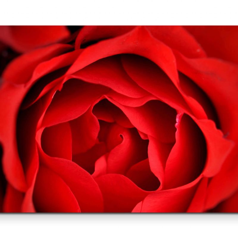 Makrofotografie  rote Rosenblüte – Leinwandbild