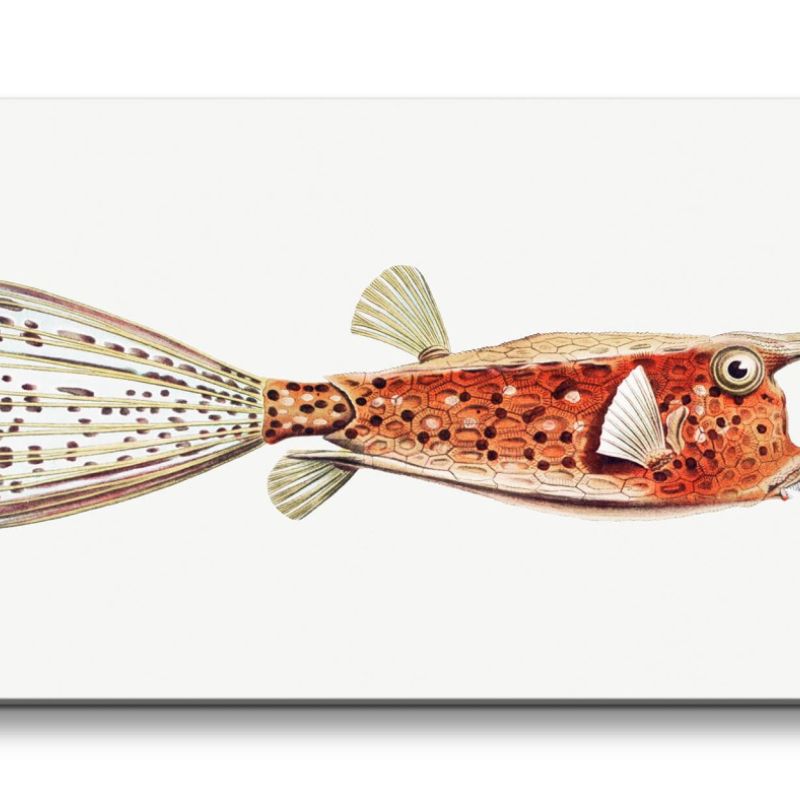 Remaster 120x60cm Kunstvoller Fisch Illustration Dekorativ Einzigartig Skurril