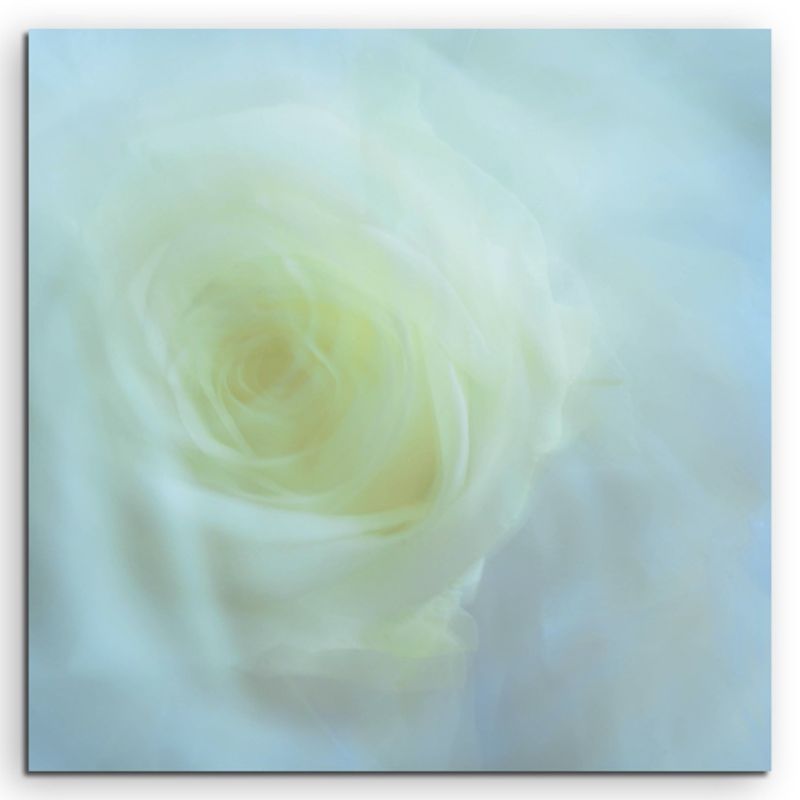 Naturfotografie – Weiße Rose auf Leinwand