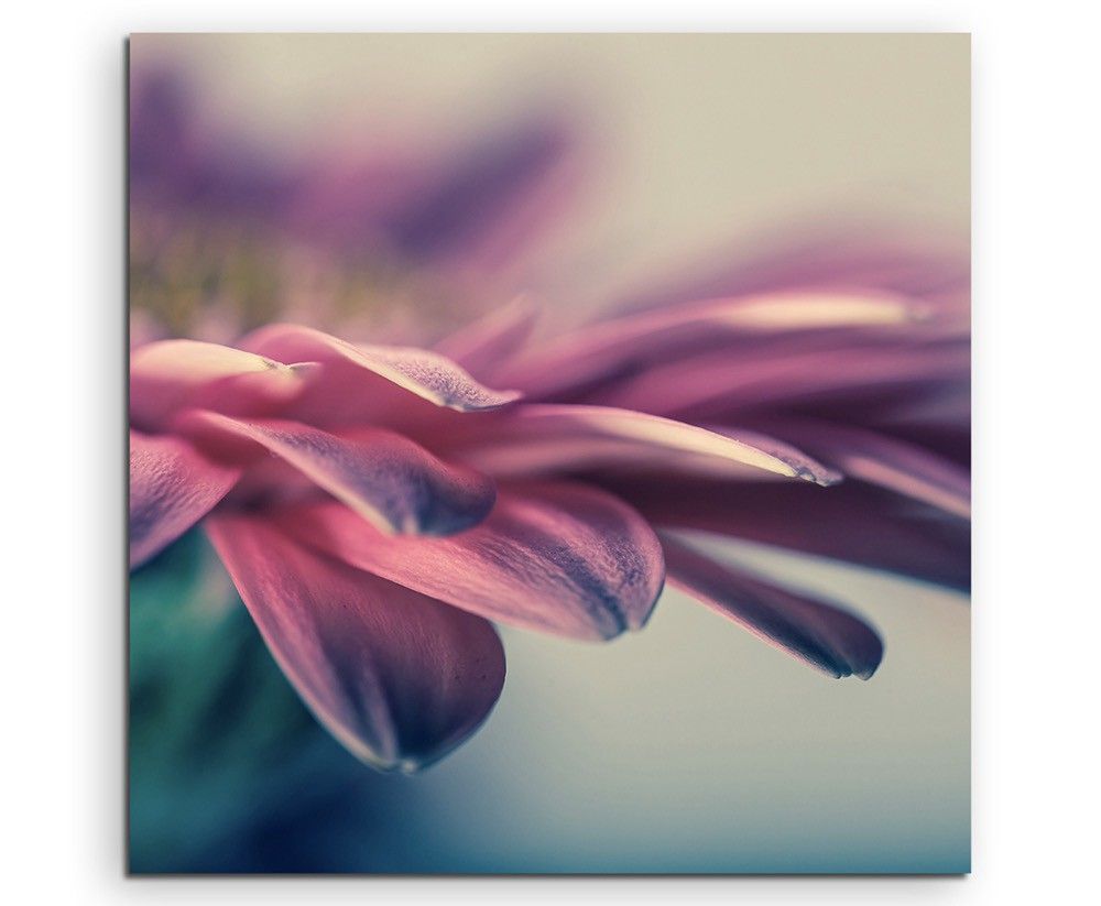 Naturfotografie –  Gerbera blumen Nahaufnahme auf Leinwand