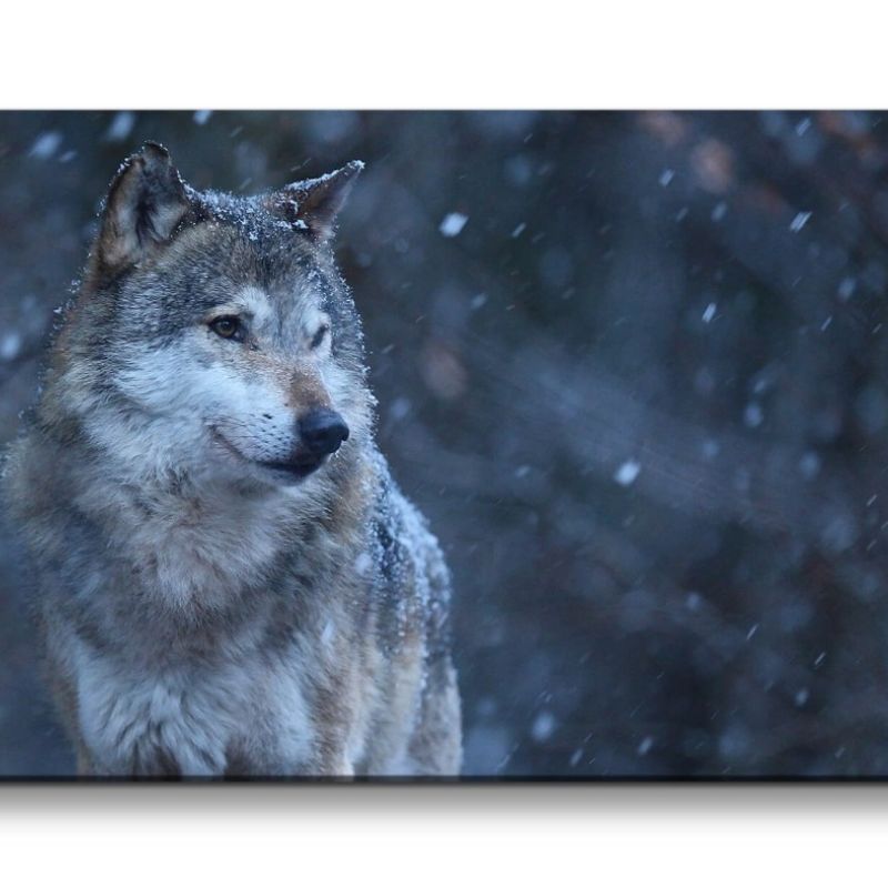 Leinwandbild 120x60cm Grauer Wolf Mystisch Geheimnisvoll schönes Tier Schnee