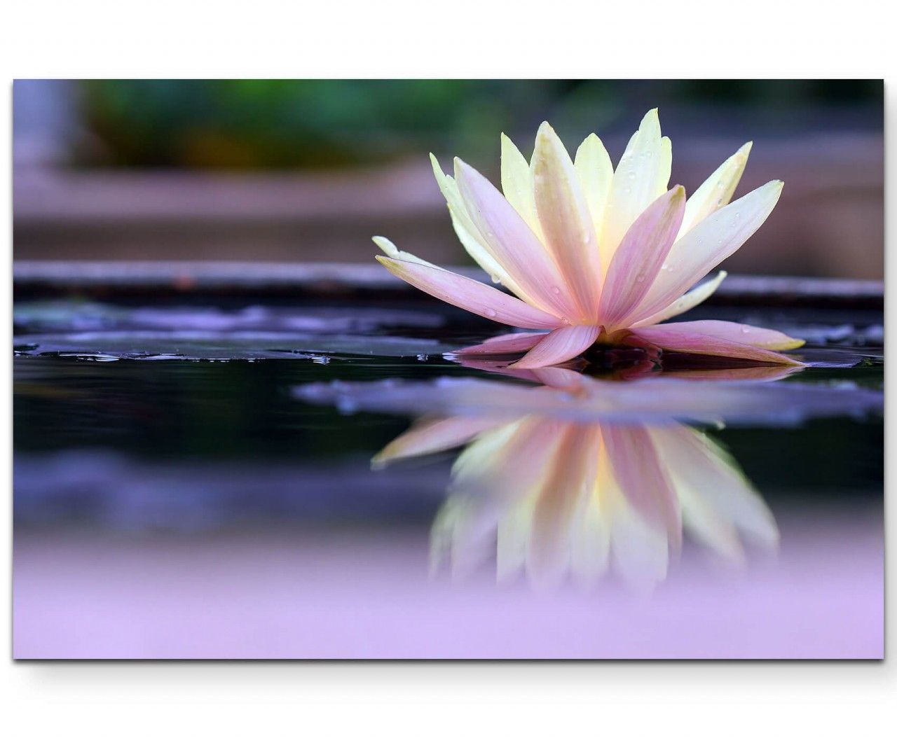 Fotografie  Lotusblüte mit Wasserspiegelung – Leinwandbild