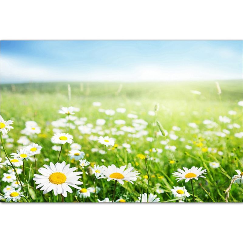 120x80cm Gänseblümchen Wiese Frühling Himmel