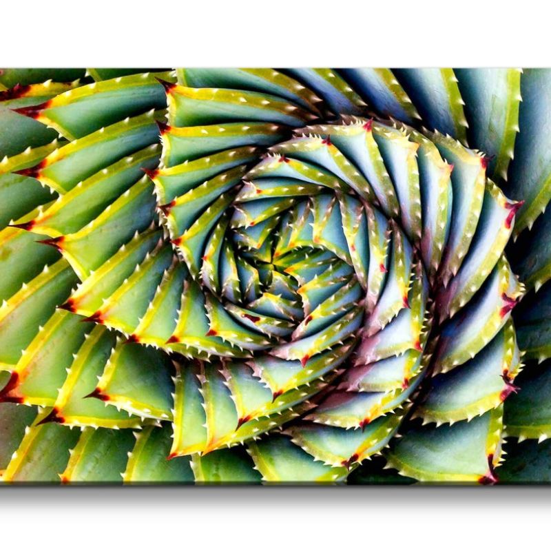 Leinwandbild 120x60cm Kaktus Spirale Fotokunst Pflanze Dekorativ Kunstvoll