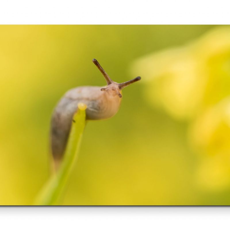 Kleine Schnecke auf einem Grashalm – Leinwandbild