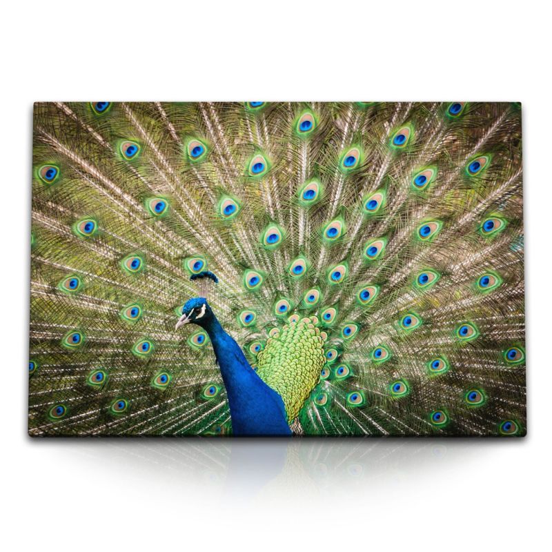 120x80cm Wandbild auf Leinwand Pfau Pfauenfeder Federkleid Tierfotografie Vogel