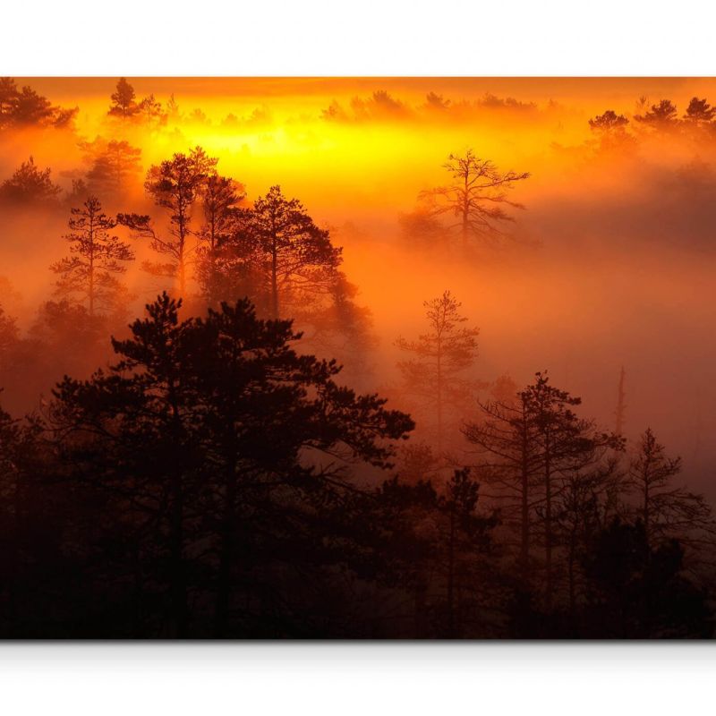 Sonnenaufgang über dem Wald  warme Farben – Leinwandbild