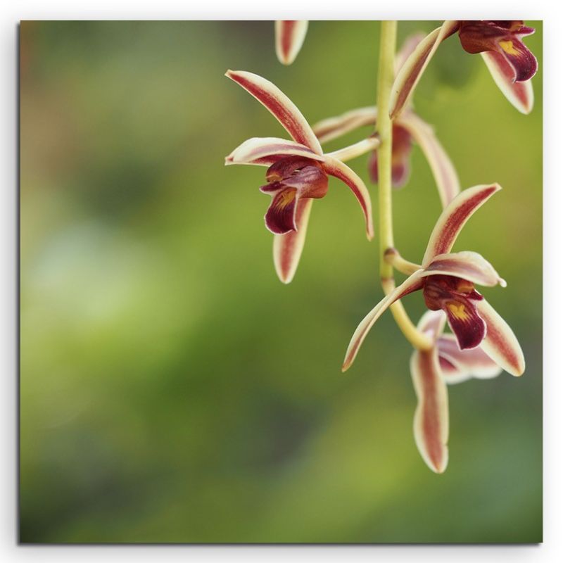 Naturfotografie – Rote Orchidee auf grünem Hintergrund auf Leinwand