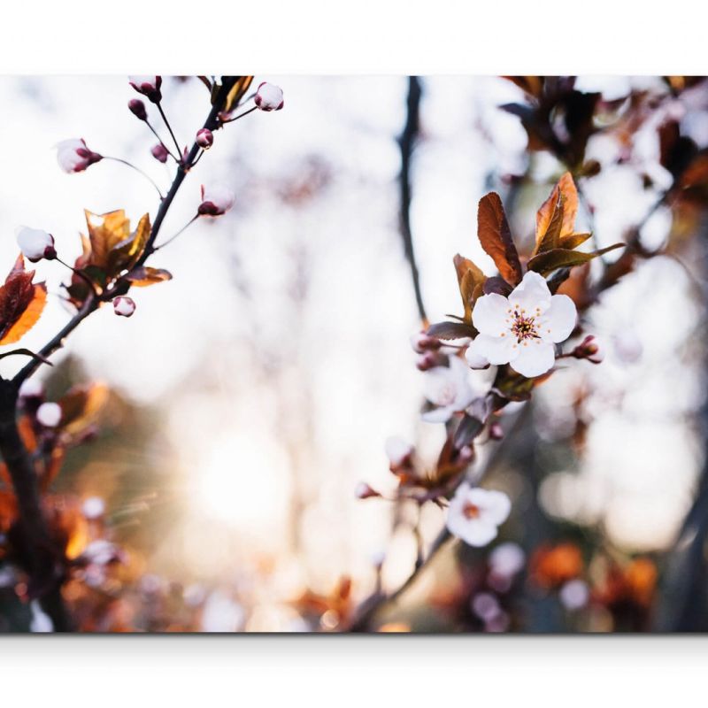 Weiße Blüten im Frühling – Leinwandbild