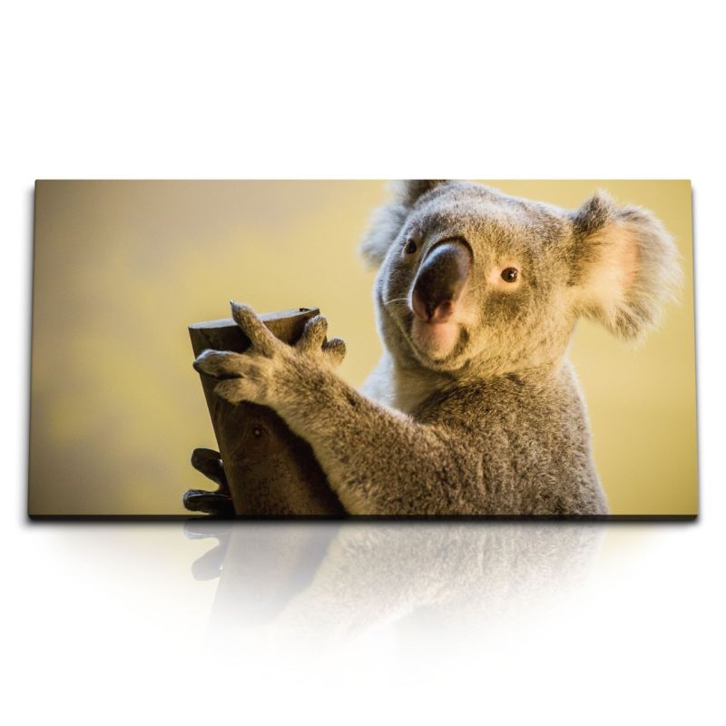 Kunstdruck Bilder 120x60cm Koala Koalabär Australien Tierfotografie