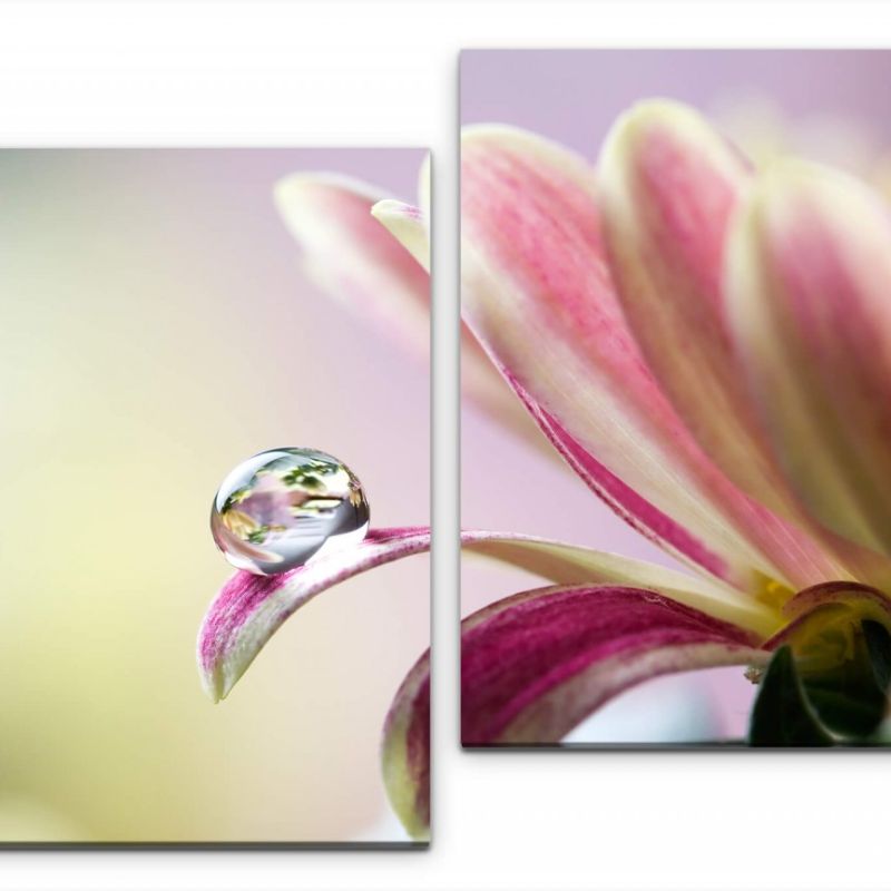 Chrysanthemenblüte mit Wassertropfen Wandbild in verschiedenen Größen