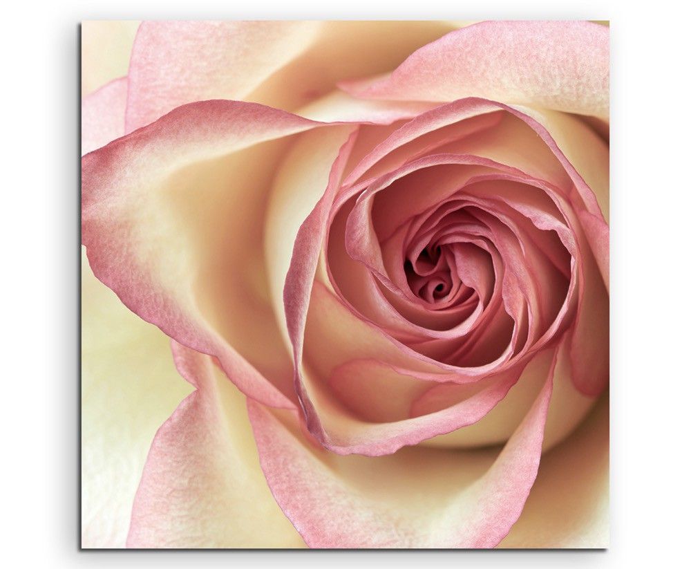 Naturfotografie – Cremefarbene Rose auf Leinwand