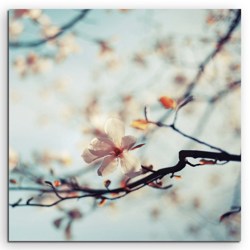 Naturfotografie – Kirschblüten vor blauem Himmel auf Leinwand