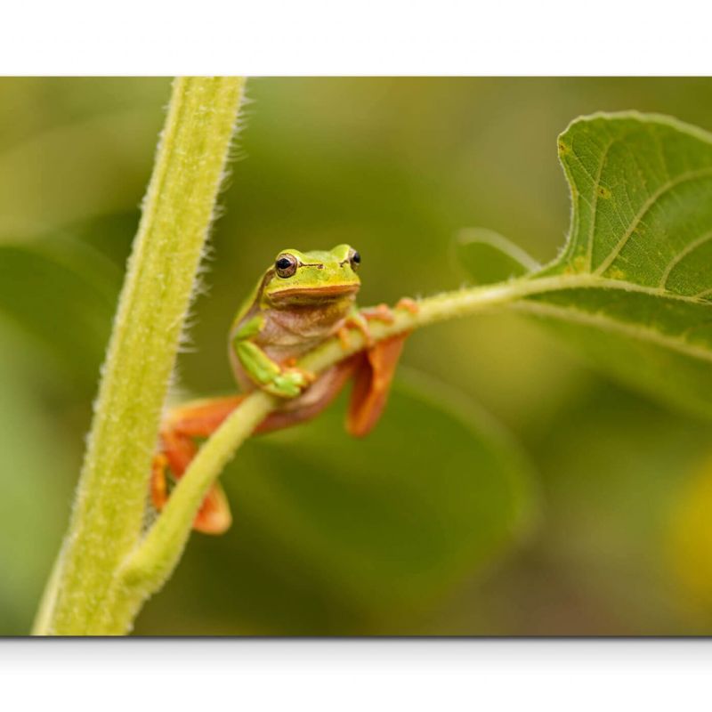 Naturfotografie  Frosch auf Blattstängel – Leinwandbild