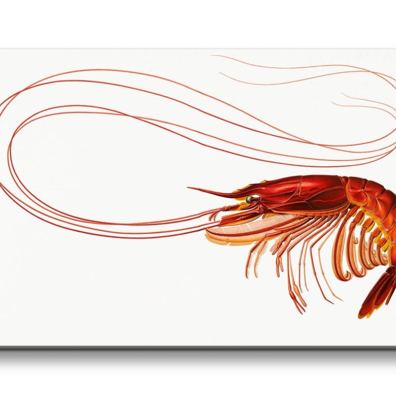 Remaster 120x60cm Schöne Illustration Shrimp Garnele Kunstvoll Dekorativ