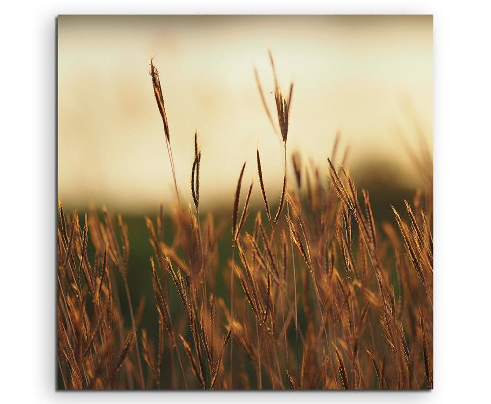 Naturfotografie –  Grasblüten in der Abenddämmerung auf Leinwand