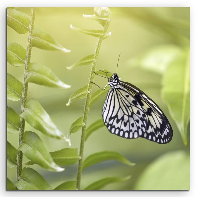 Naturfotografie – Schwarz weißer Schmetterling auf Leinwand