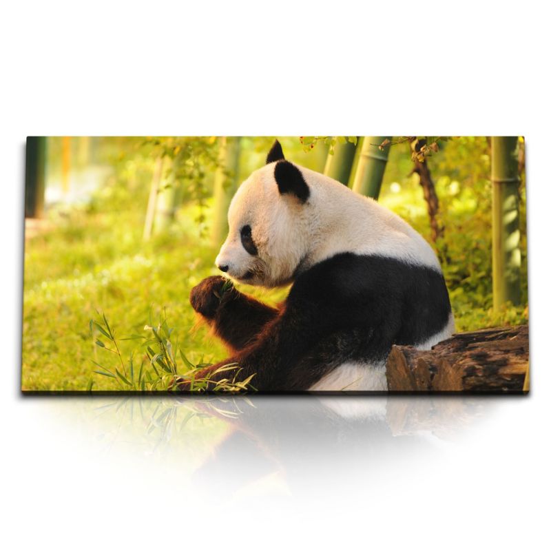 Kunstdruck Bilder 120x60cm Panda Pandabär Bambus Tierfotografie Asien