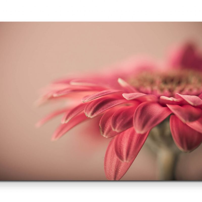 Vintage  Gerbera pink – Leinwandbild