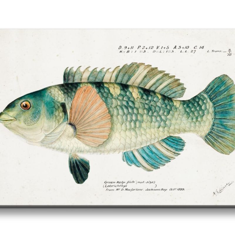 Remaster 120x60cm Schöner Fisch alte Illustration Vintage Dekorativ Kunstvoll