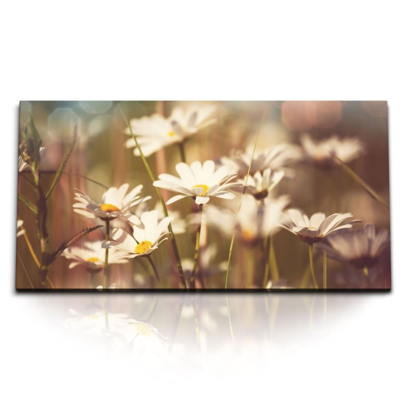 Kunstdruck Bilder 120x60cm Sommerwiese Blumen Gänseblümchen Sonnenschein