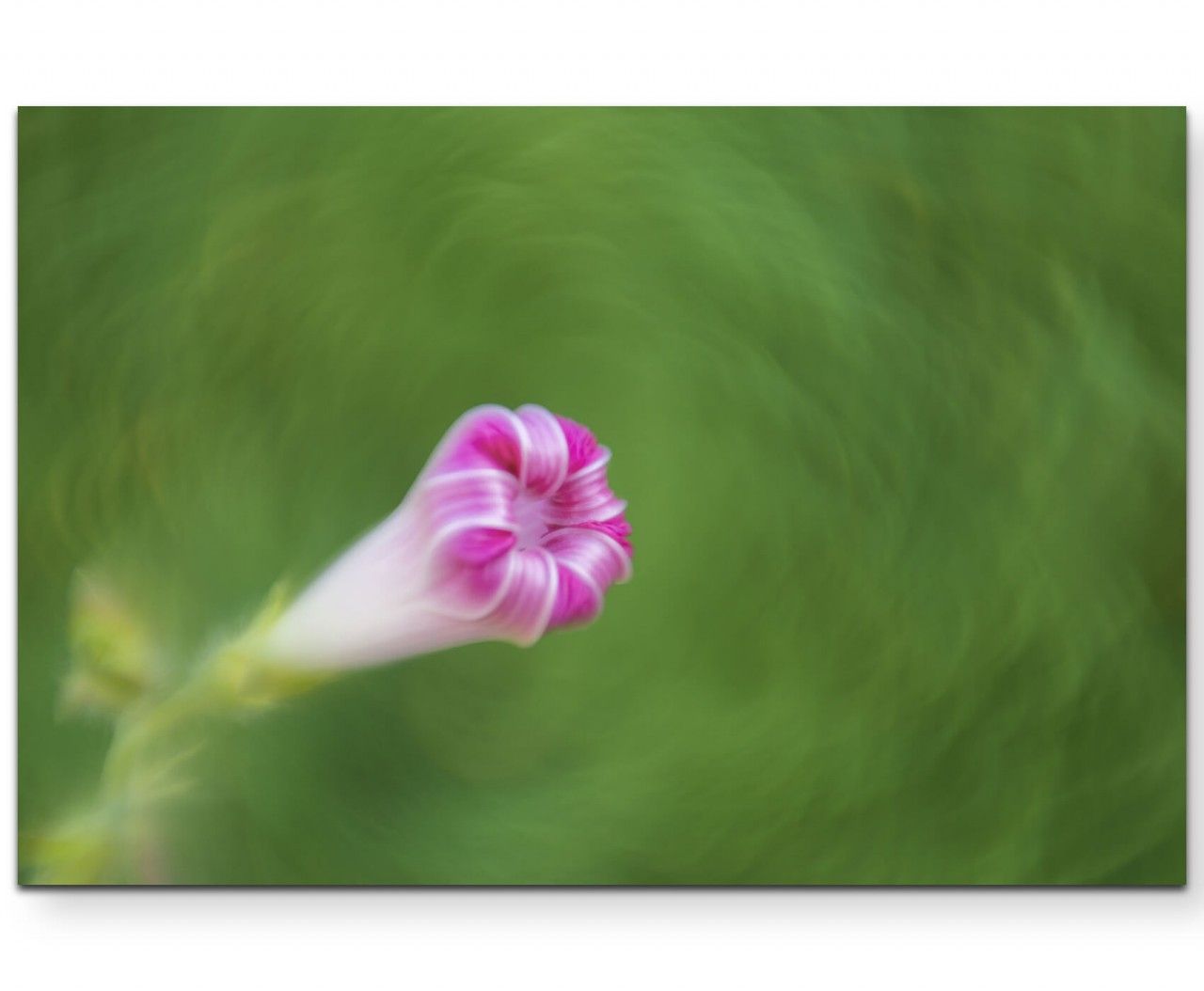 Rosa Blüte  Fotografie – Leinwandbild