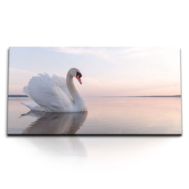 Kunstdruck Bilder 120x60cm Weißer Schwan See Schwanensee Tierfotografie Horizont