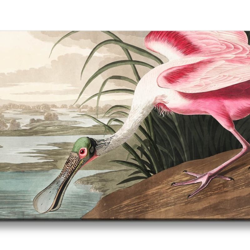 Remaster 120x60cm Kunstvolle Vintage Illustration von Vögel Exotisch Schön Natur Dekorativ