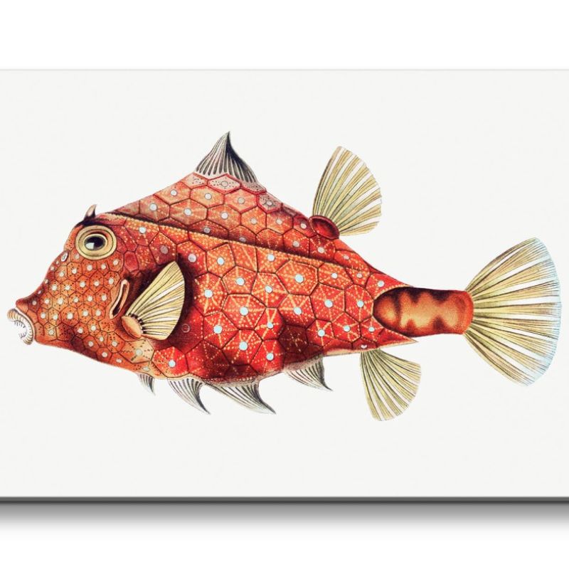 Remaster 120x60cm Fantasievoller Fisch kunstvolle Illustration Dekorativ Rot