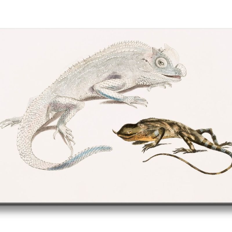 Remaster 120x60cm Alte Illustration Zoologie Echse Indien Lizard Vintage Dekorativ Reptil