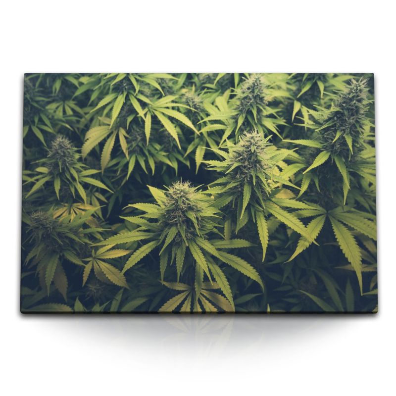 120x80cm Wandbild auf Leinwand Cannabis Cannabispflanze Grün Naturbild Pflanzenbild