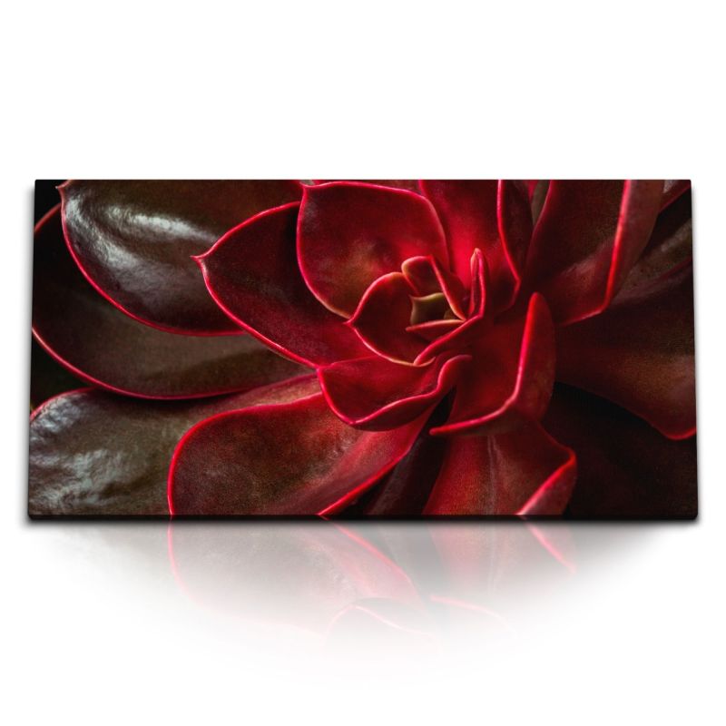 Kunstdruck Bilder 120x60cm Sukkulente Pflanze Makrofotografie Kunstvoll Rot