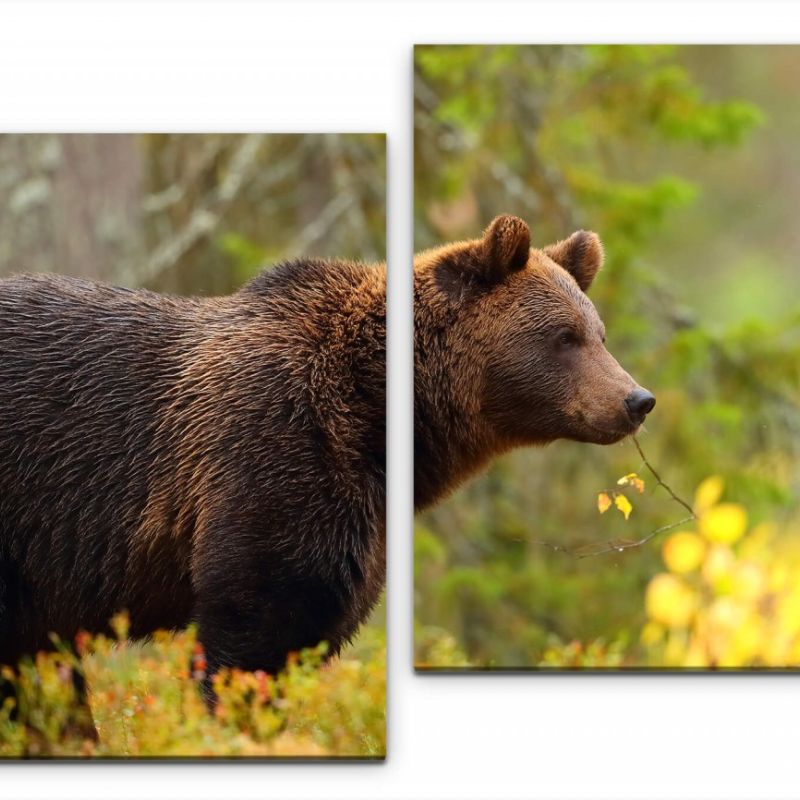 Braunbär im Wald Wandbild in verschiedenen Größen