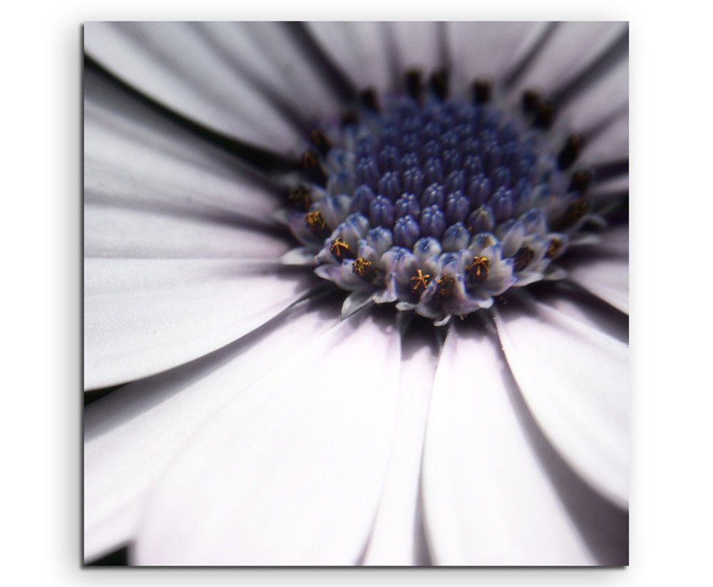 Künstlerische Fotografie – Weiße blumen mit Blau- und Grautönen auf Leinwand