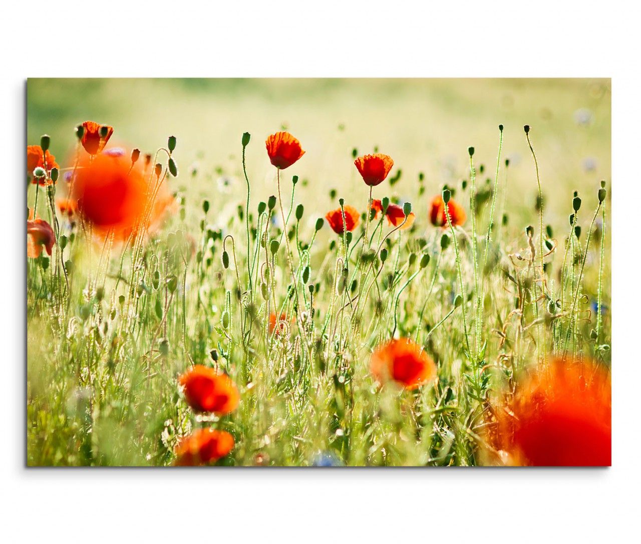 120x80cm Wandbild Wieso Mohnblumen Sommer