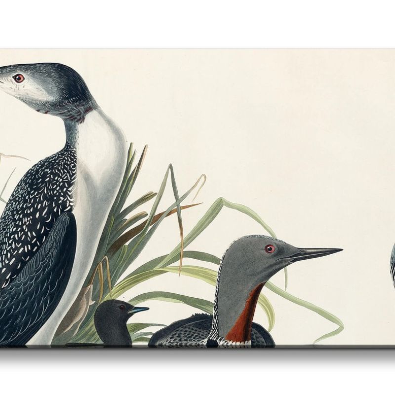 Remaster 120x60cm Kunstvolle Vintage Illustration von Vögel Exotisch Schön Natur Dekorativ