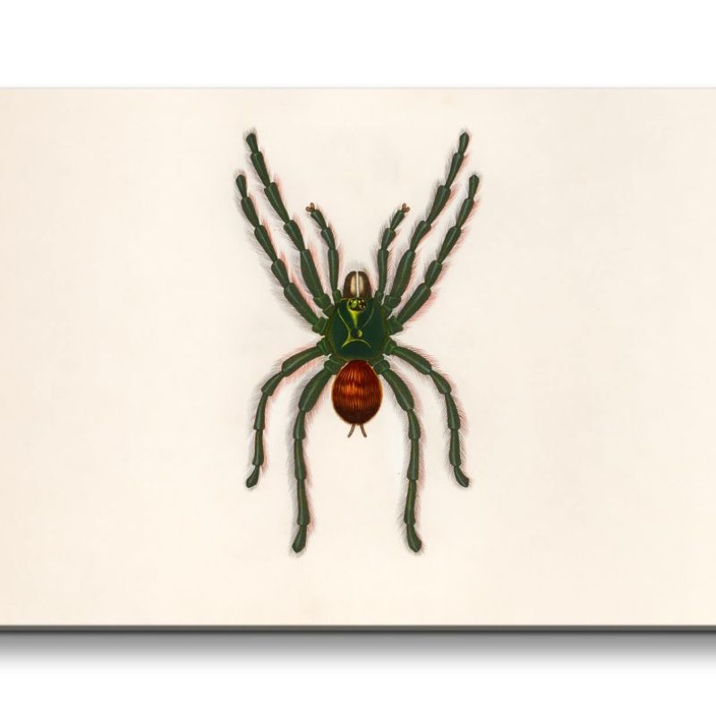 Remaster 120x60cm Alte Illustration Spinne Tarantel Vintage Dekorativ