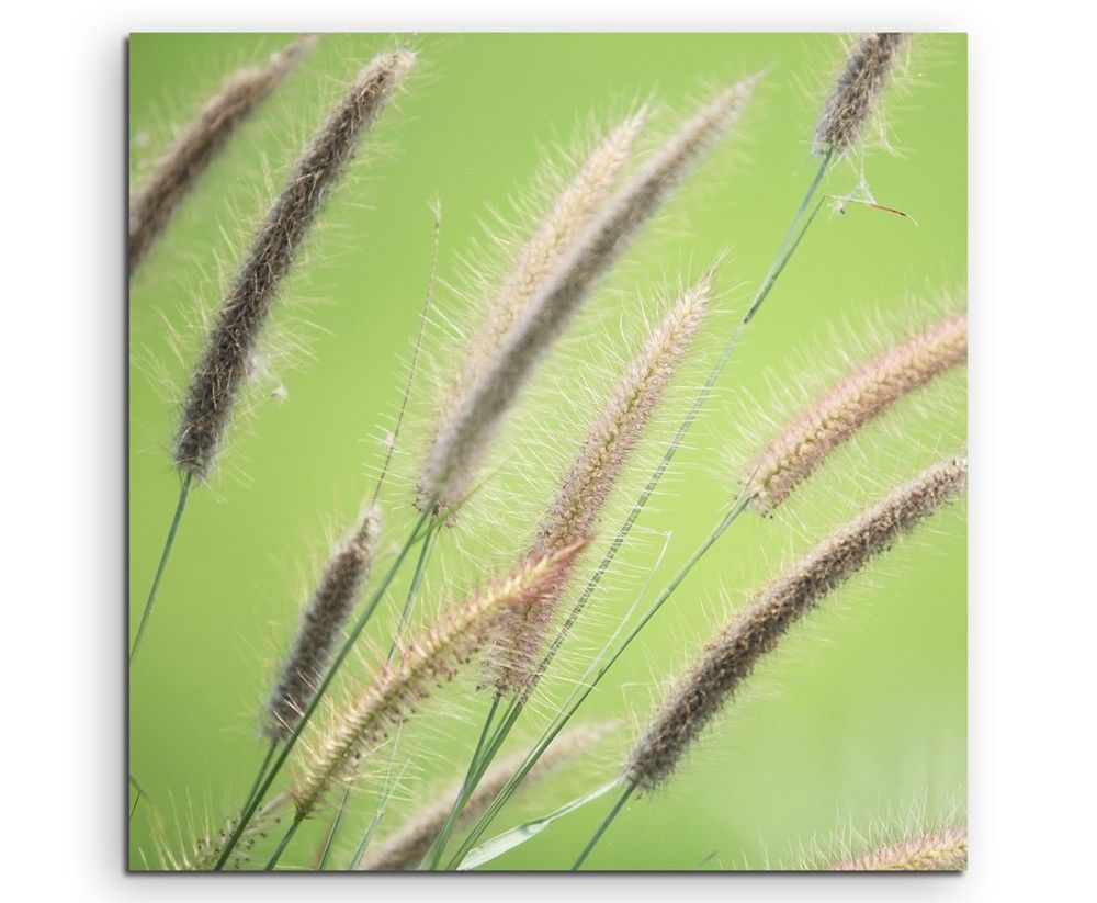 Naturfotografie –  Schilfrohr im Grünen auf Leinwand