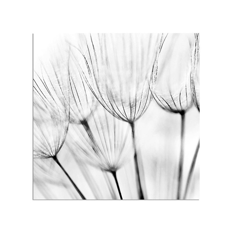 80x80cm Pusteblume Löwenzahn