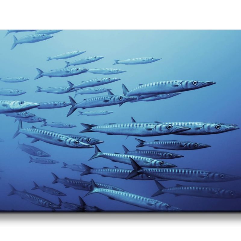 Leinwandbild 120x60cm Barrakudas unter Wasser Fische Blau Fotokunst Tauchen