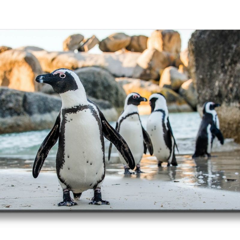 Leinwandbild 120x60cm Brillenpinguin afrikanische Pinguine Tiere Süß