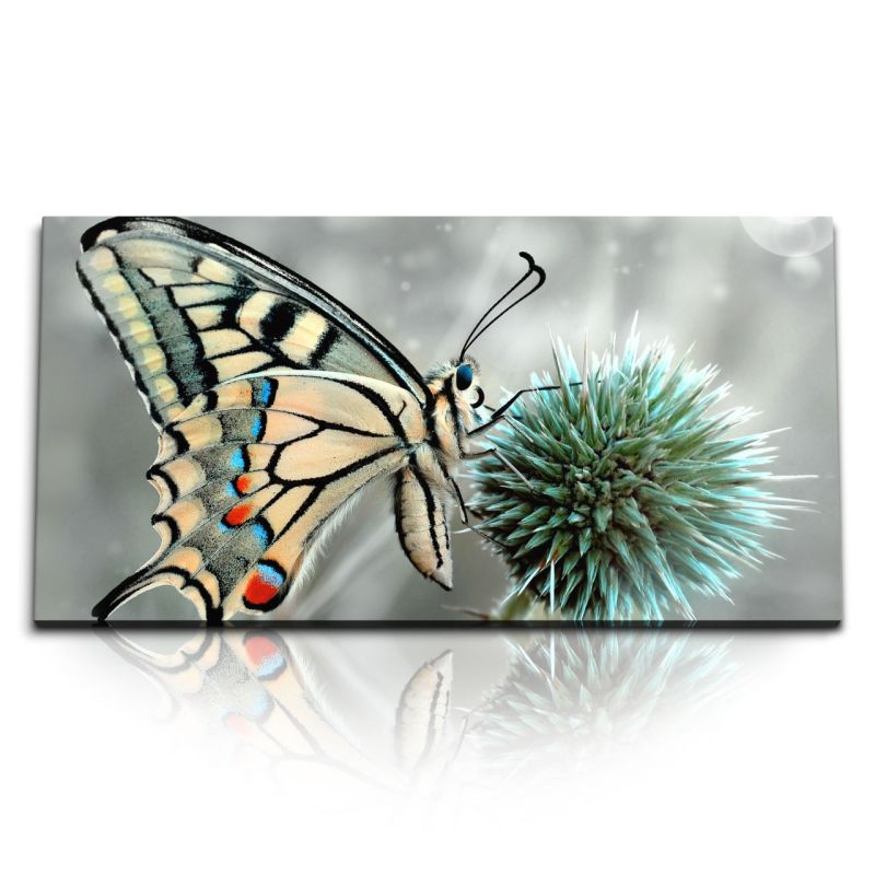 Kunstdruck Bilder 120x60cm Makrofotografie Schmetterling Tierfotografie Kunstvoll