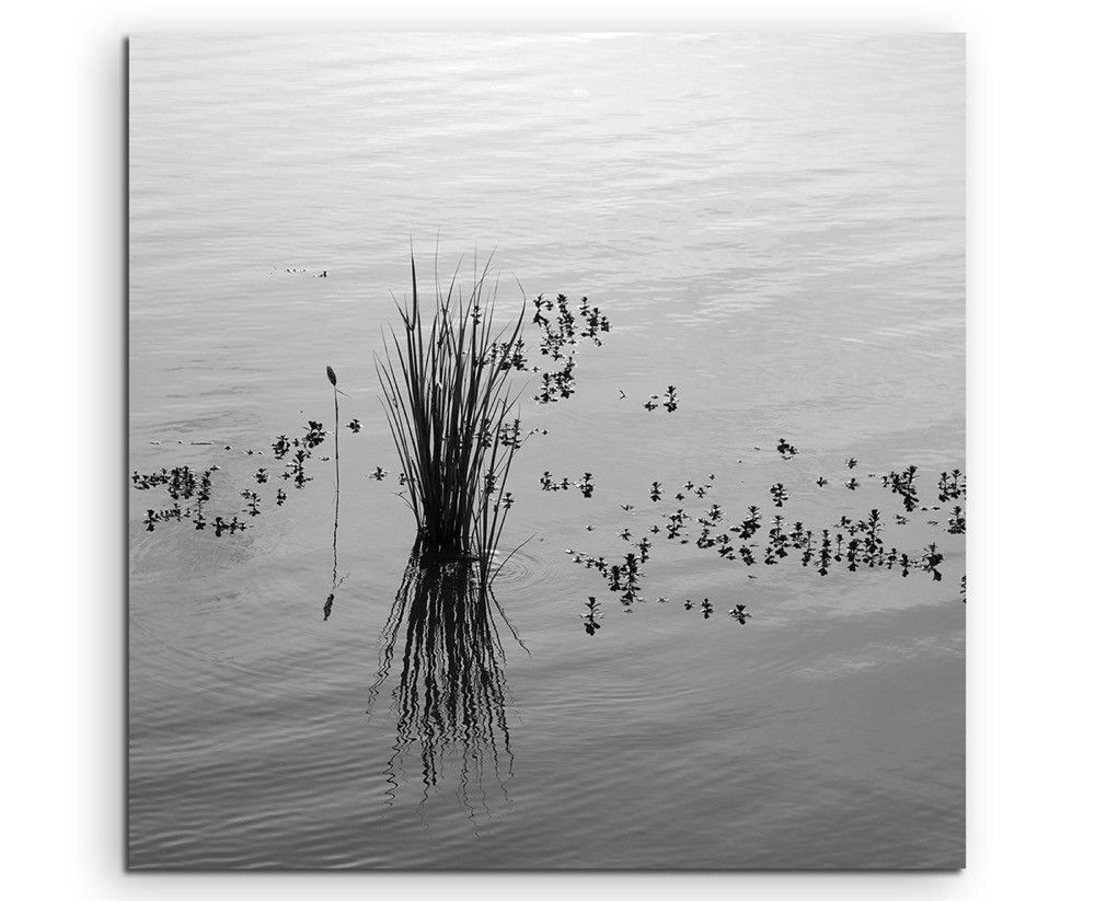 Naturfotografie –  Schilf im Wasser auf Leinwand